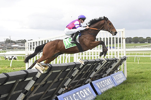 ZINOVATION WINS AT HURDLE DEBUT..